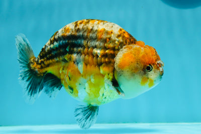 Femelle Kirin Calico à dos lisse de catégorie A 6 pouces #1110RC_24