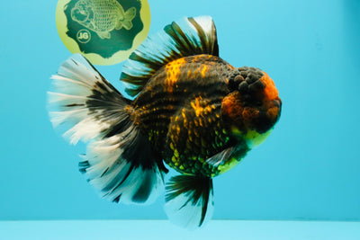 CHONKY AAA Grade Broadtail Tiger Oranda Male 7-7.5 inches #072426OR_04