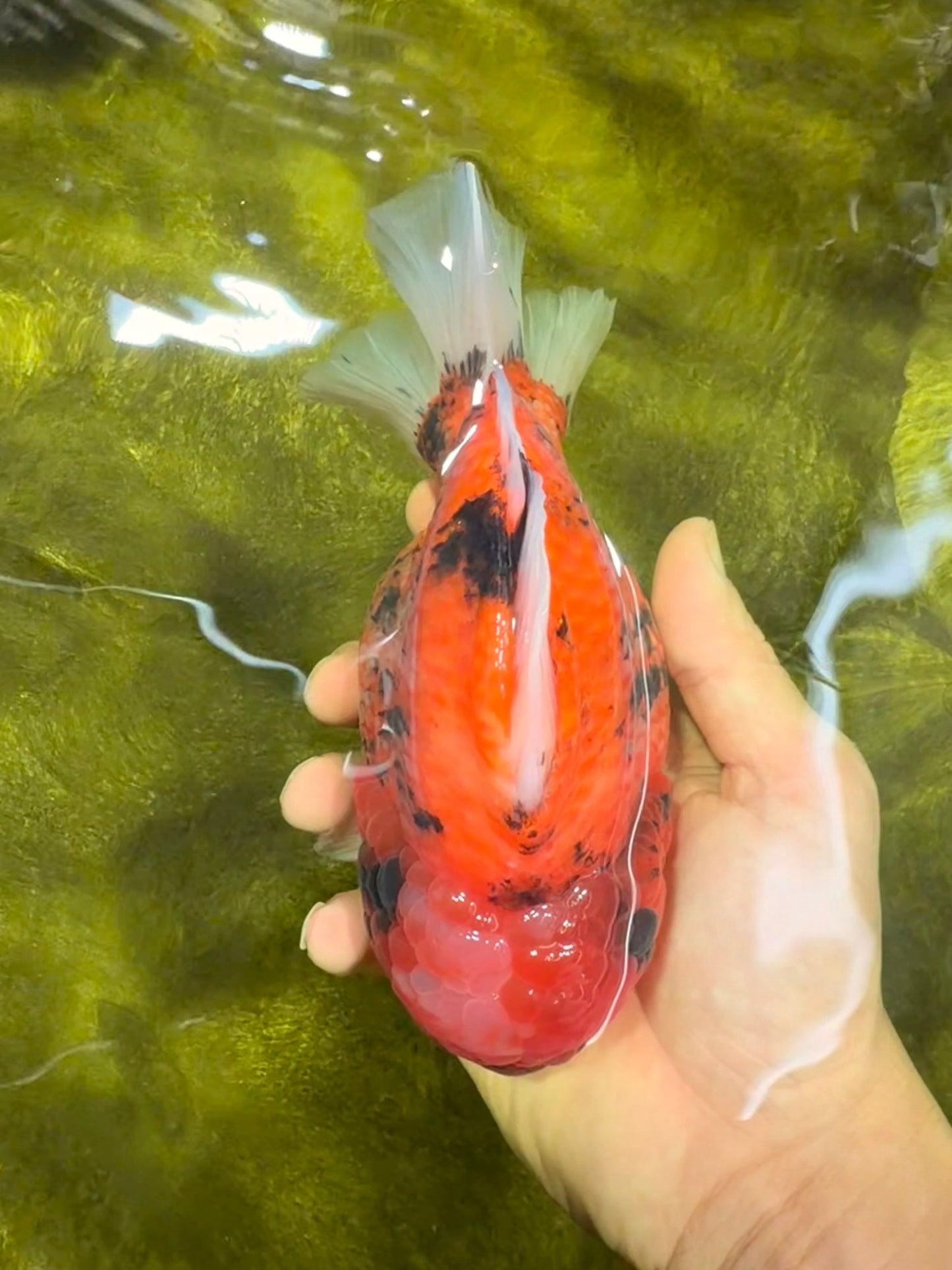 SUPER AAA Grade Godzilla Tiger Yuanbao Male 6.5 inches #022026YB_01