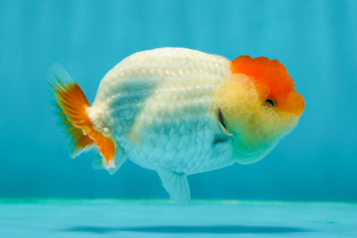 Baby Red White Super Chubby Cheeks Lionchu Male 3-3.5 inches #0202LC_02