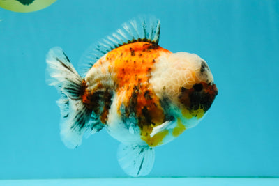 AAA Grade Marble Yuanbao Male 5.5 inches #041726YB_17