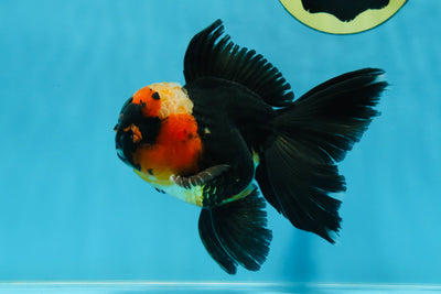 A Grade STUNNING Tricolor Oranda Male 5-5.5 inches #051625OR_23