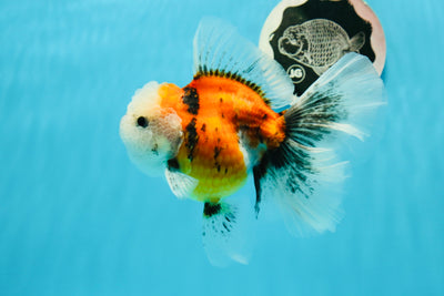 AAA Grade Rose Tail Calico Oranda Female 5 inches #0119OR_08