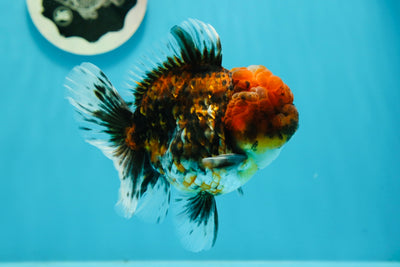 Tigre de Calicó Oranda Macho 4,5 pulgadas #122923OR_05