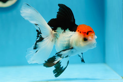 A Grade Tricolor Oranda Male 4.5 inches #0825OR_06