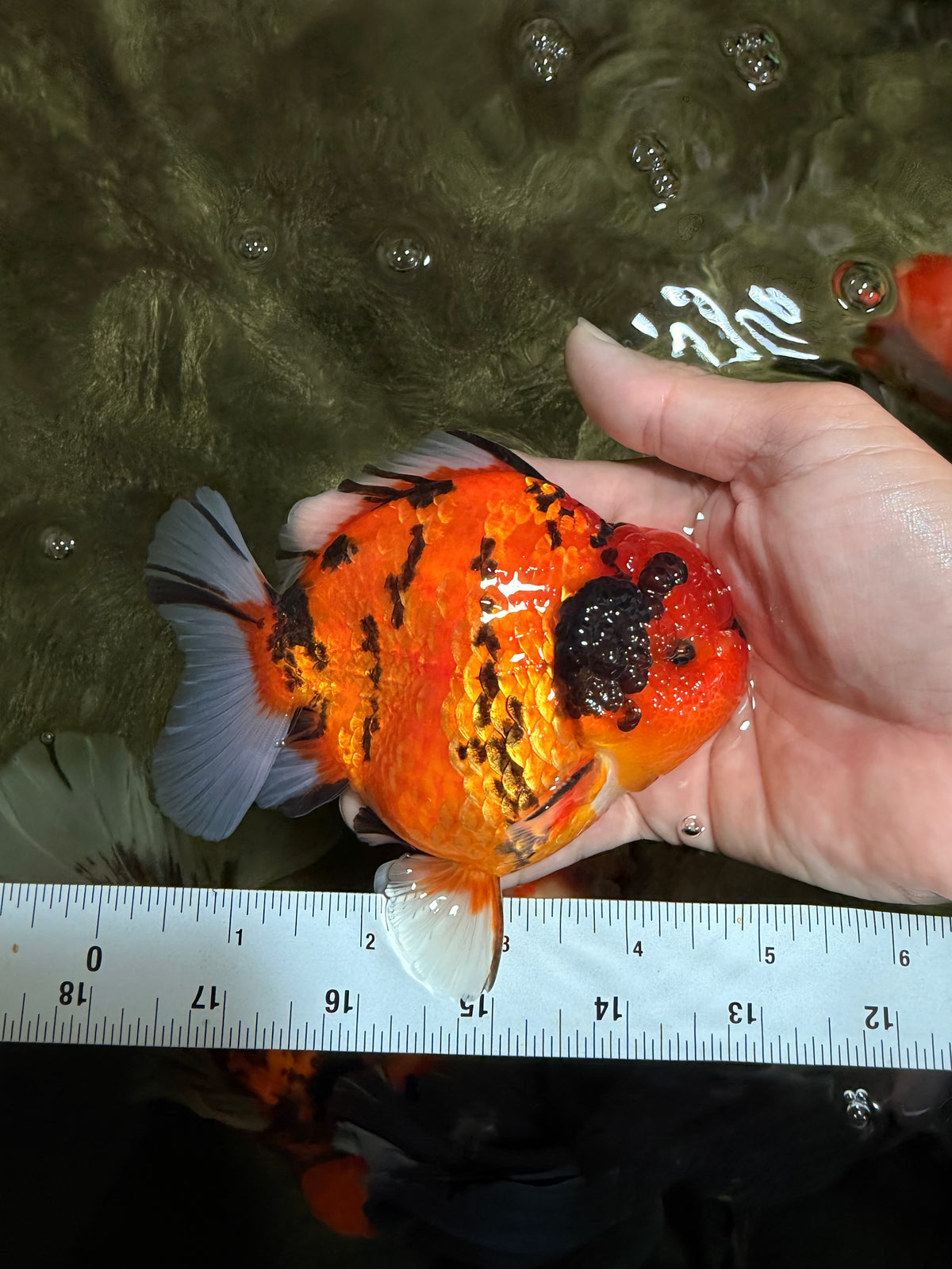 ELVIS AAA Grade Kohaku Sakura Yuanbao Male 4.5-5 inches #092526YB_08