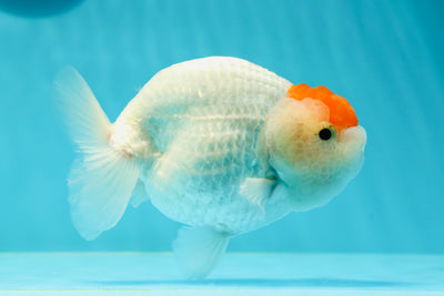 🐣 Baby Red White Tancho Lionchu Male 4.5-5 inches #0412LC_15