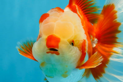 SHOW GRADE Won Runner 2nd Red White Oranda Male 5.5 inches Trophy Included #062025OR_01