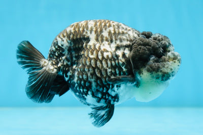 AAA Grade White Tiger LionQueen 5-5.5 inches #081525LC_04