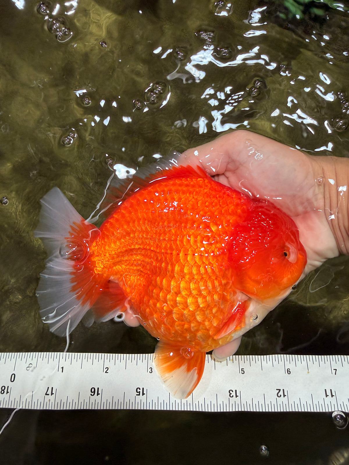 AAA Grade Strong Body Structure Red Yuanbao Male 6.5 inches #092526YB_14