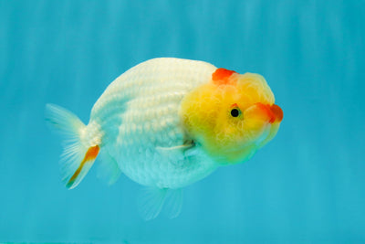 👶 Baby Mustache Red White Lionchu Female 4 inches #0209LC_12