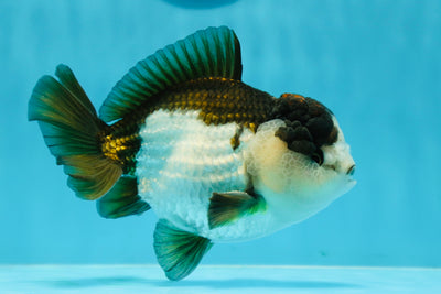 AAA Grade Pompoms Panda Yuanbao Male 5 inches #1201YB_14