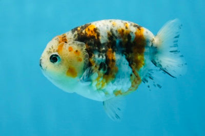 Adorable Calico Lionchu Male 3.5 inches #022825LC_19