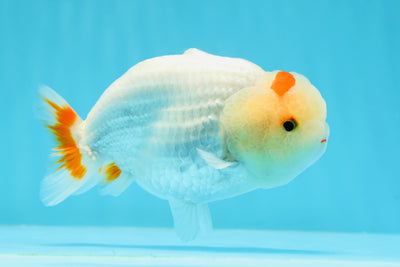 New ✨ Lemonhead Crown Red White Lipstick LionChu Male 4.5-5 inches #0426LC_04