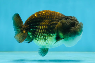 A Grade Dragon Scale Black Copper LionQueen 4-4.5 inches #062725LC_07