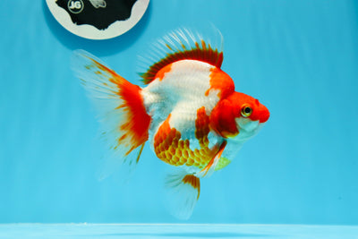 Ryukin hembra de cola ancha, color rojo y blanco, de joroba alta, de grado AAA, de 4,5 a 5 pulgadas, n.º 0510RK_05