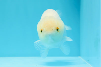 Snow White Lionchu Male 5 inches #0614LC_08