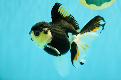 A Grade Tricolor Oranda Female 5.5 inches #081426OR_27