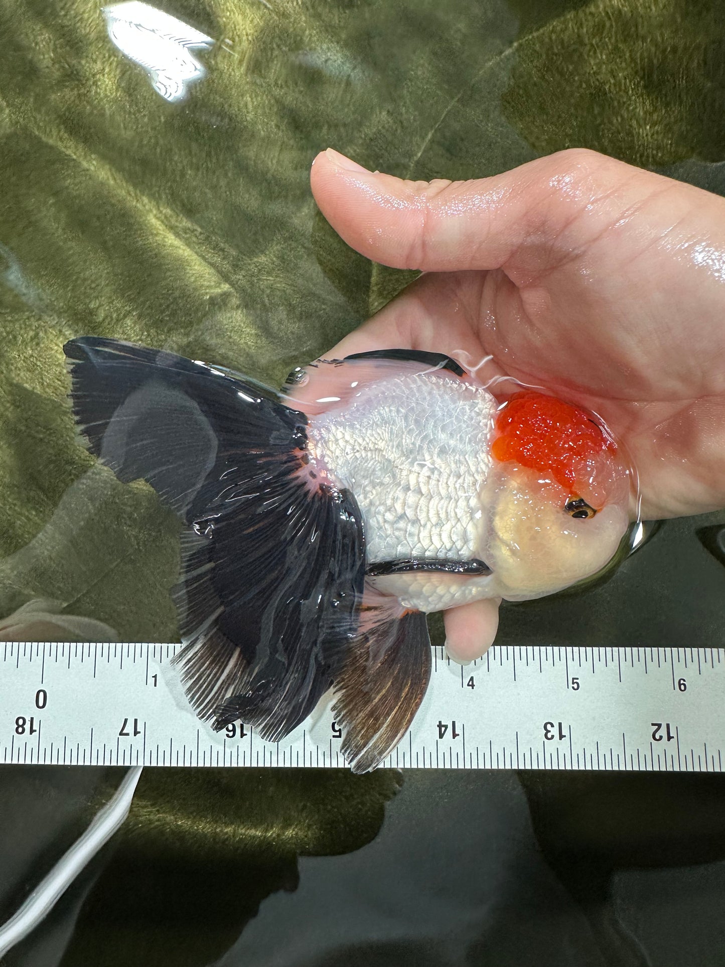 A Grade Tricolor Oranda Male 5-5.5 inches #060625OR_23