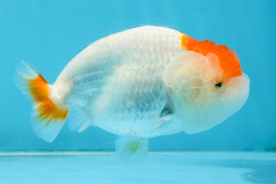 TANCHO Red White LionChu Female 4-4.5 inches #120525LC_15