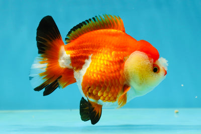 A Grade Pompom Tricolor Yuanbao Female 4-4.5 inches #050925YB_27