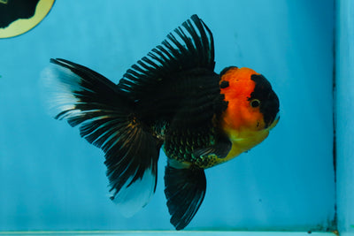 A Grade Tricolor Oranda Male 5-5.5 inches #062725OR_17