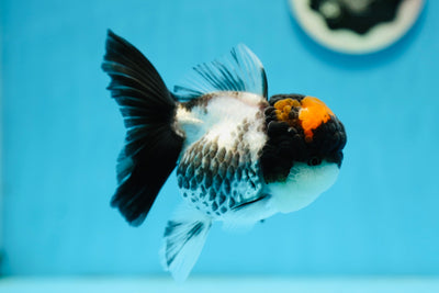 A Grade Tricolor Lavahead Oranda Female 4.5 inches #0901OR_02