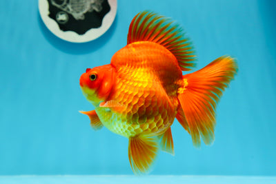 Ryukin de cola ancha rojo sólido de grado AAA, hembra, 5 pulgadas, n.º 0503RK_35