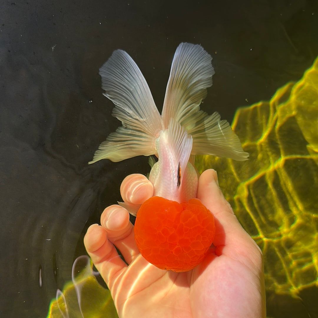 AAA Grade Tomato Head Oranda Male 5 inches #0908OR_04