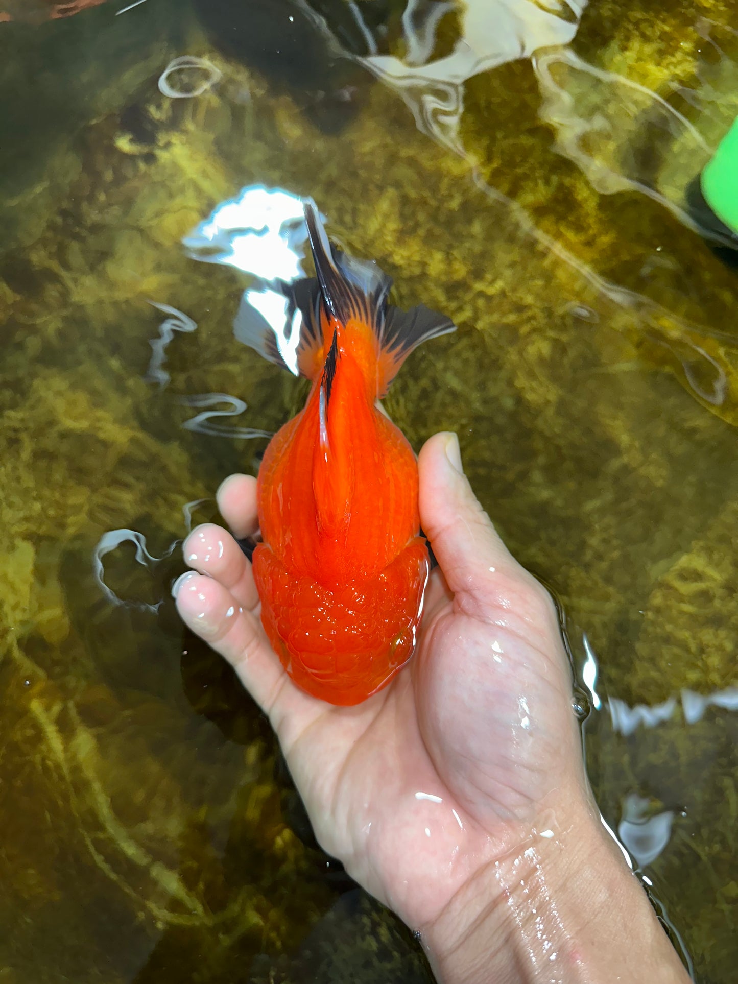 NEMO Apache Yuanbao Female 5-5.5 inches #091925YB_18