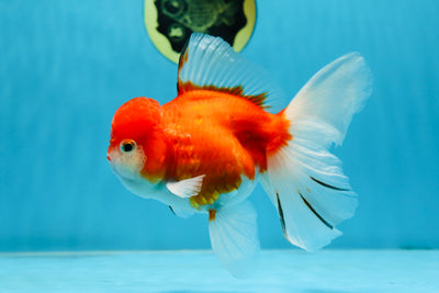 A Grade Sakura Oranda Female 5.5 inches #071125OR_09
