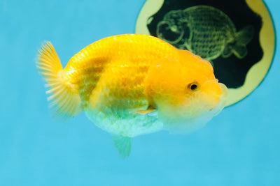 Unique Cheese or Lemon but so cute Lionchu Female 3.5 inches #032125LC_17