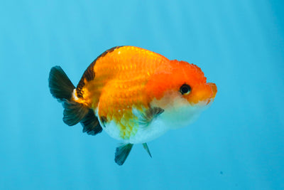 A Grade Black Tail Tricolor LionQueen 3.5 inches #0712LC_07