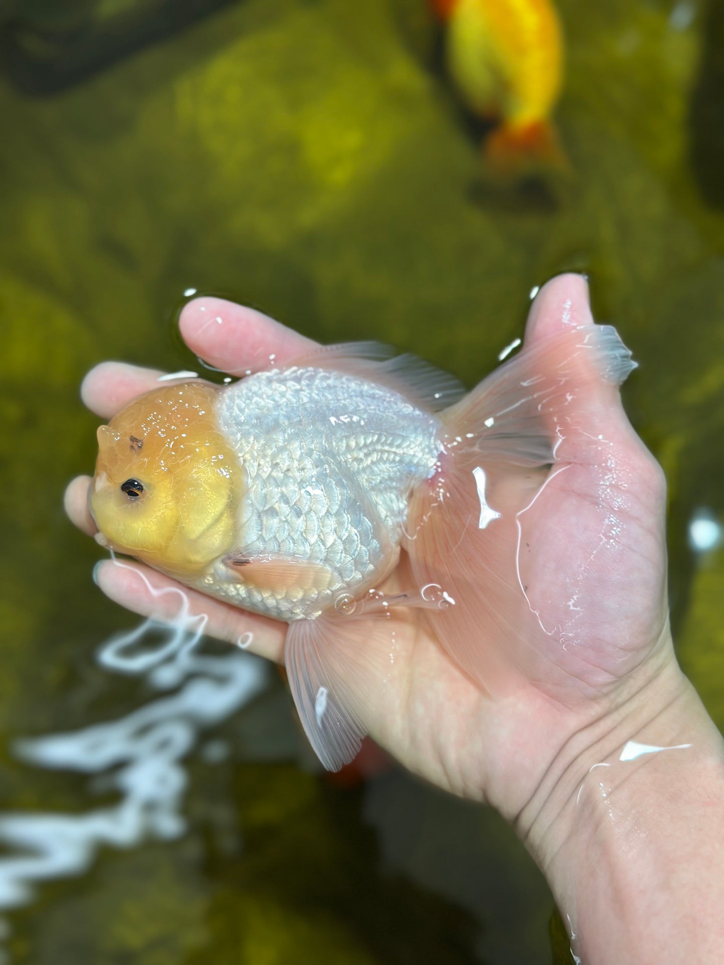 A Grade Lemonhead SNOW WHITE Oranda Male 5-5.5 inches #013125OR_12