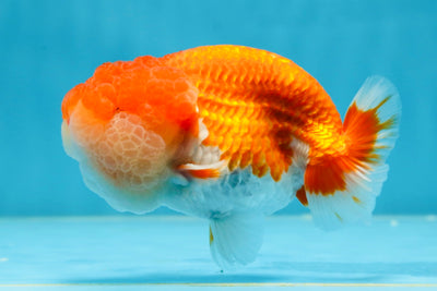 AAA Grade TOP Red White LionKing 4.5 inches #051625LC_37