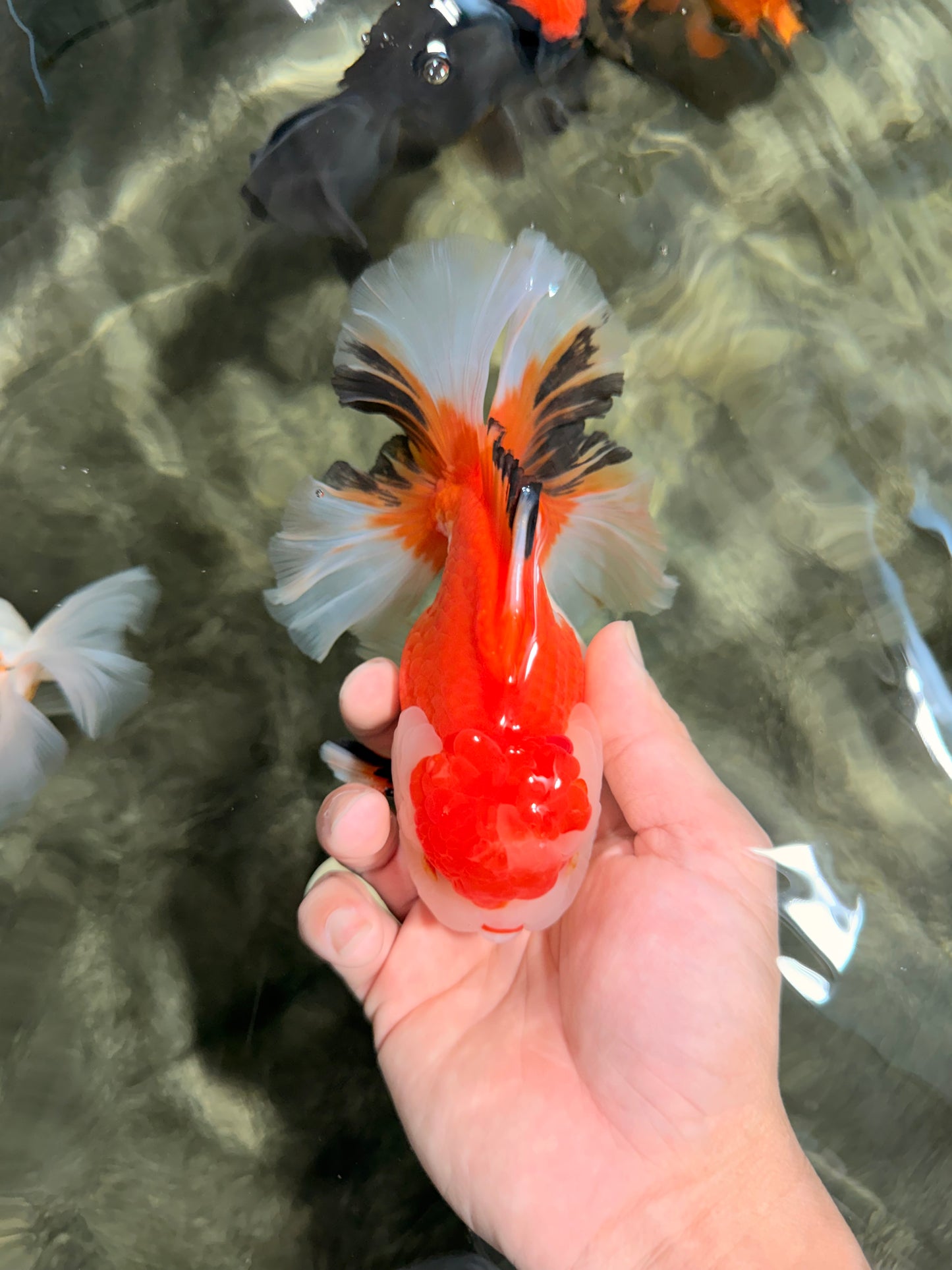 A Grade Red White Oranda Male 5.5 inches #042426OR_07