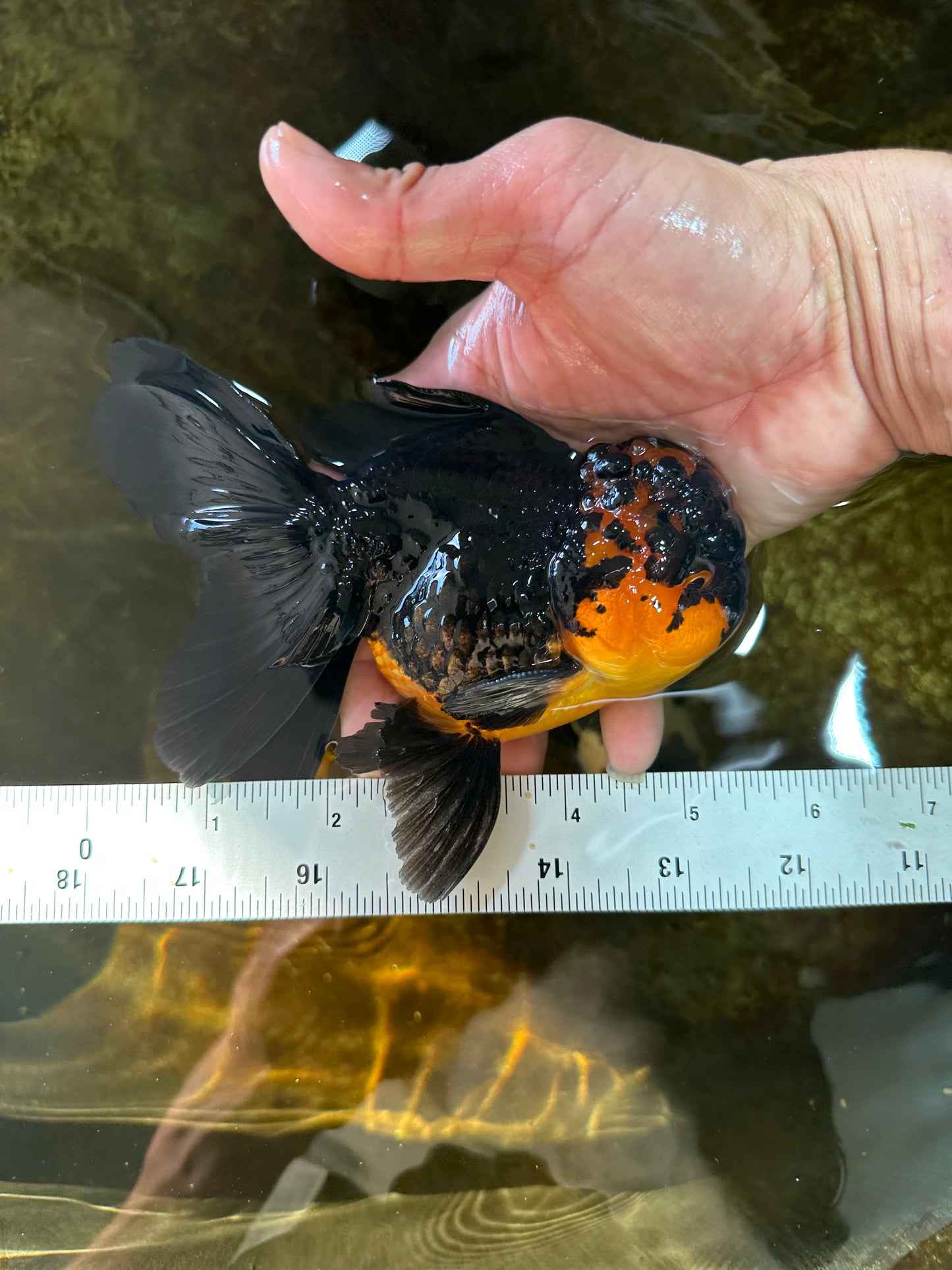 A Grade Apache Lava Head Oranda Male 5-5.5 inches #081525OR_25