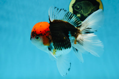 A Grade Tricolor Oranda Male 5.5 inches #060625OR_19