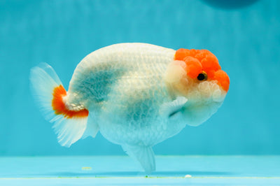 A Grade Red Head LionQueen 4.5-5 inches #0322LC_07