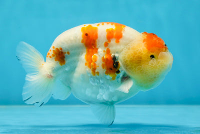 A Grade SPECIAL Kohaku Sakura LionKing 5 inches #051625LC_10