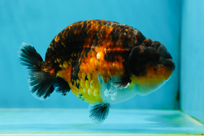 AAA Grade Kirin Tiger LionKing 5 inches #050925LC_04