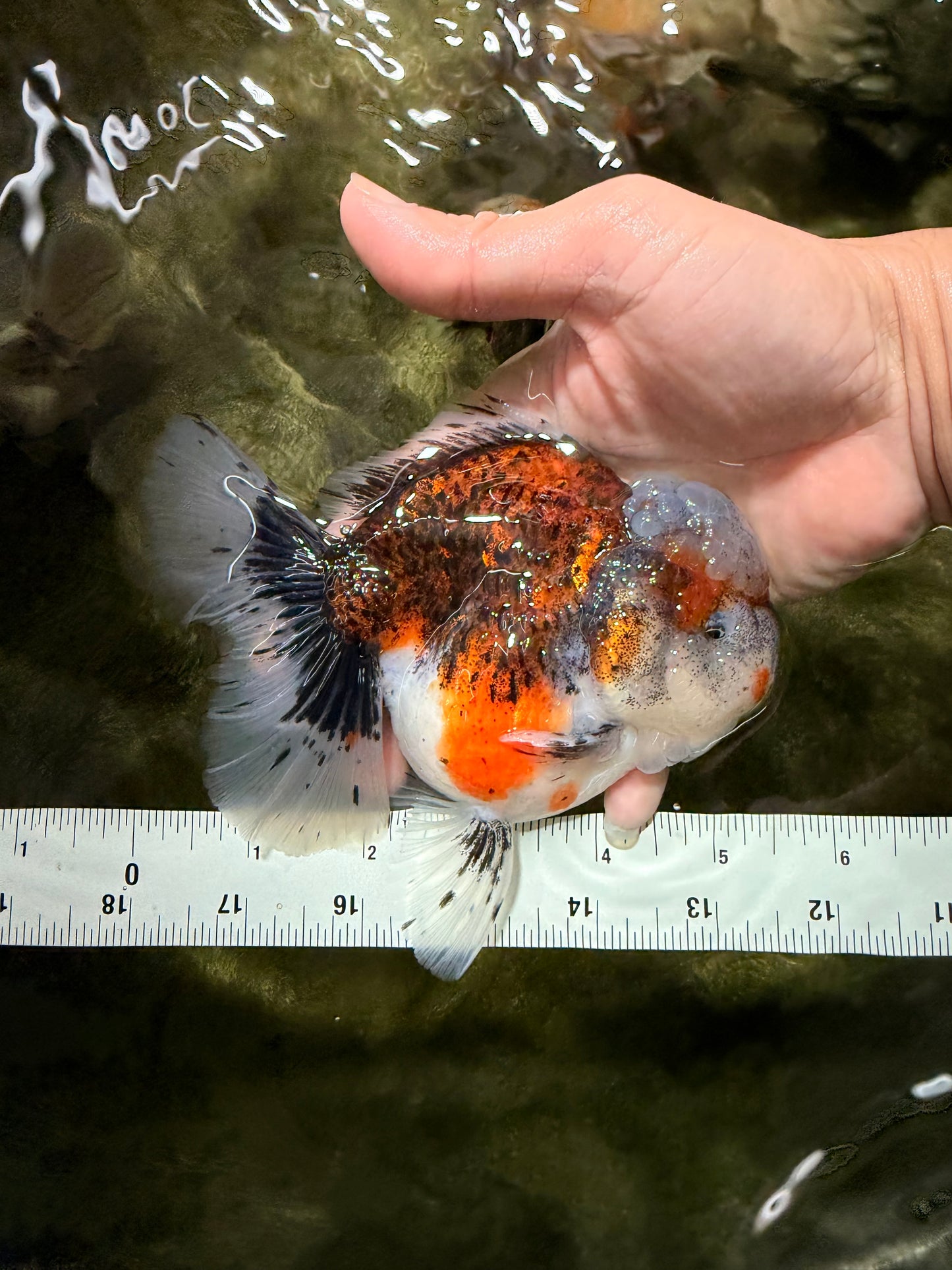 A Grade Calico Oranda Female 5.5 inches #050126OR_05