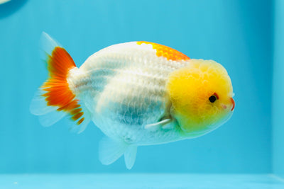 A Grade Lemonhead Red Nose LionQueen 4.5 inches #0503LC_25