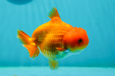 👶 Baby Shark Lionchu Female 4 inches #0209LC_17