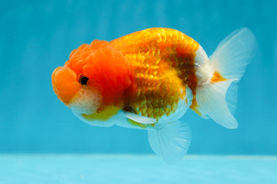 A Grade Sakura LionKing 3.5-4 inches #1020LC_14