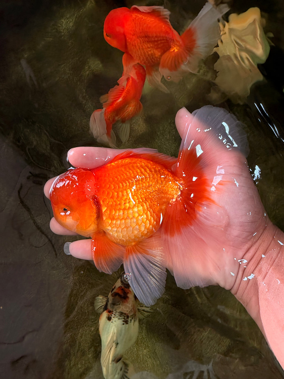 A Grade Red White Oranda Male 5.5-6 inches #091826OR_03