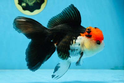 A Grade Tricolor Oranda Female 5.5-6 inches #081525OR_18