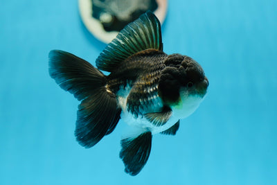 AAA Grade Panda Oranda Male 4-4.5 inches #0825OR_07