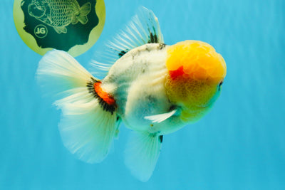 AAA Grade Marble Oranda Male 6.5 inches #022026OR_07