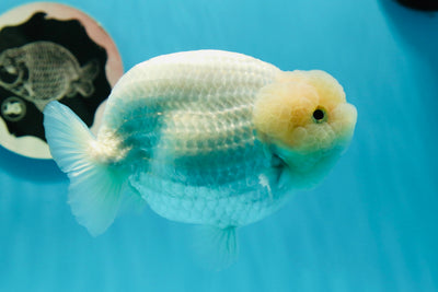 AAA Grade 🍋 Lemonhead Snow White LionKing 4.5-5 inches #0112LC_10